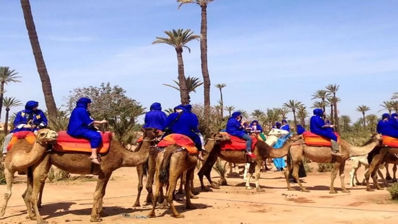 Palmeraie camel ride tour with Authentic Tea Experience from Marrakech